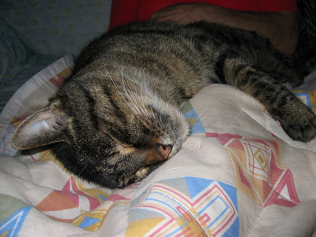 Micky dort sur maman 09.jpg